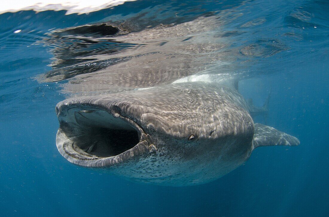 whale shark, rhincodon typus, wide open mouth while feeding on plancton near surface at Isla Mujeres Mexico.