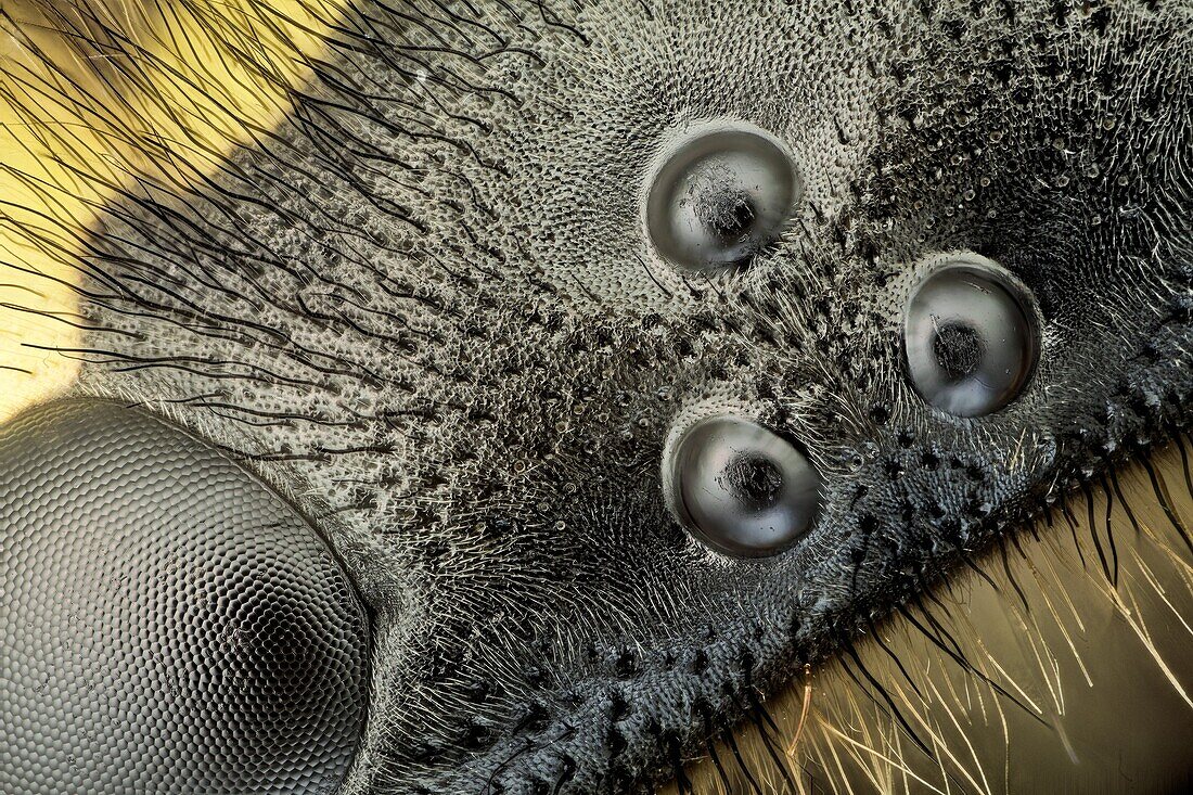 'A high magnification picture of the ocelli and ommatidium of a german wasp; a special technique to get a SEM like image was used.'