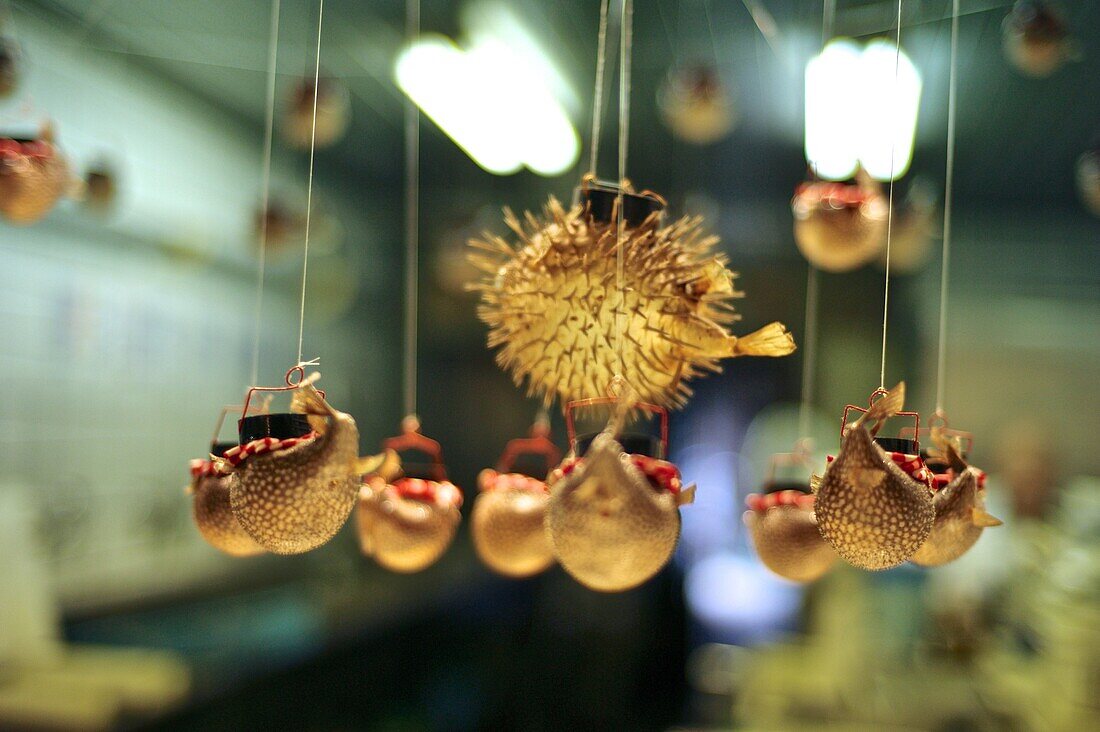 Lamp made with dry puffer fish. First starting as a fish market in 1615, Nishiki Market is a marketplace in downtown Kyoto, located on a road one block north to Shijo Street. Rich with history and tradition, the market is renowned as the place to obtain m