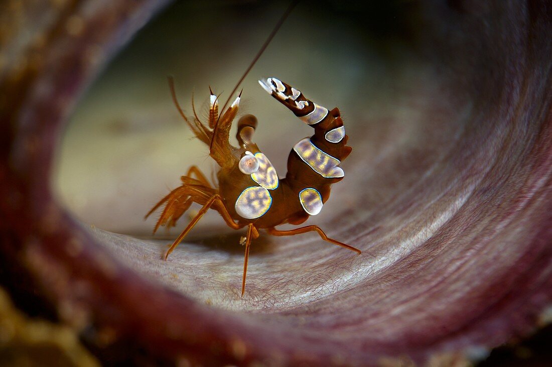 Anemone Shrimp aka sexy shrimp, thor ammboinensis, Lembeh Strait, North Sulawesi, Indonesia.