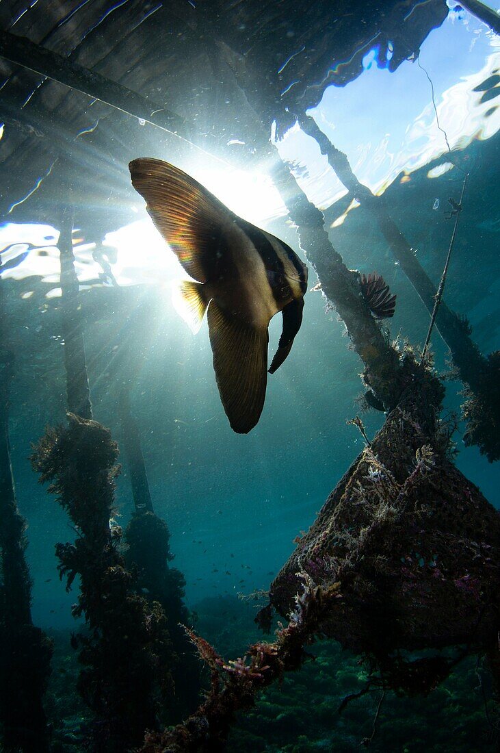 Juvenile longfin batfish or spadefish, Platax teira, under Arborek Pier, Raja Ampat, West Papua, Indonesia, Pacific Ocean.