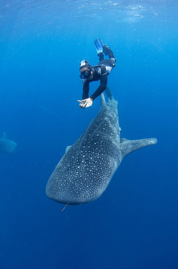 A snorkeler dives down with a whaleshark, Rhincodon typus, under a fishing platform, these sharks are friends with the fishermen who hand feed them at Cendrawasih Bay, West Papua, Indonesia, Pacific Ocean.
