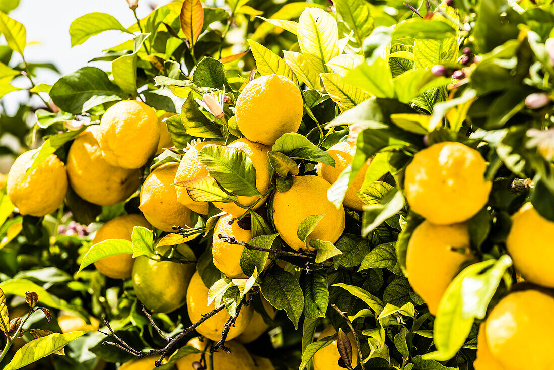 Ripe Lemons in a tree, Cortes de la Frontera, Parque Natural Sierra de Grazalema, Andalusia, Spain