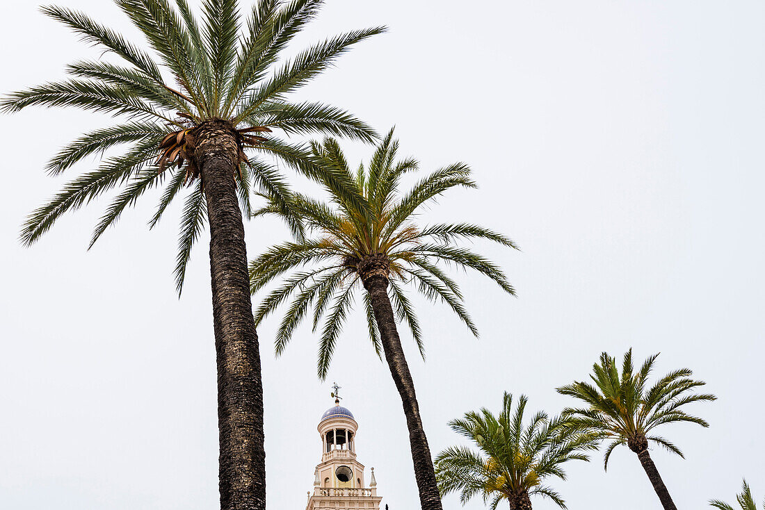 The town hall framed with palm trees, Cadiz, Costa de la Luz, Spain