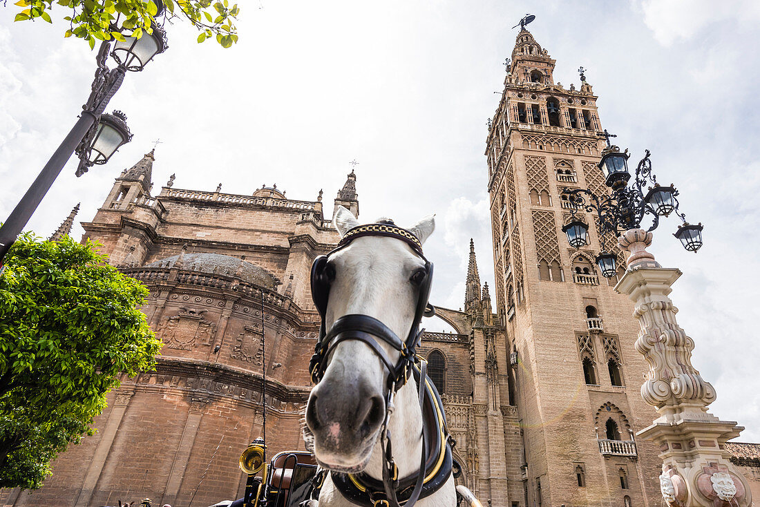 Pferdekutsche vor der Kathedrale im historischen Zentrum, Sevilla, Andalusien, Provinz Sevilla, Spanien