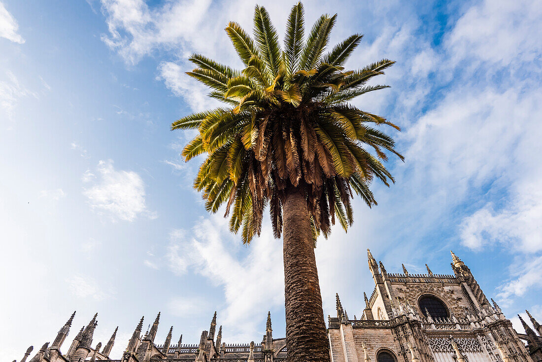 Side view of the cathedral in the historical centre, Seville, Andalusia, province Seville, Spain