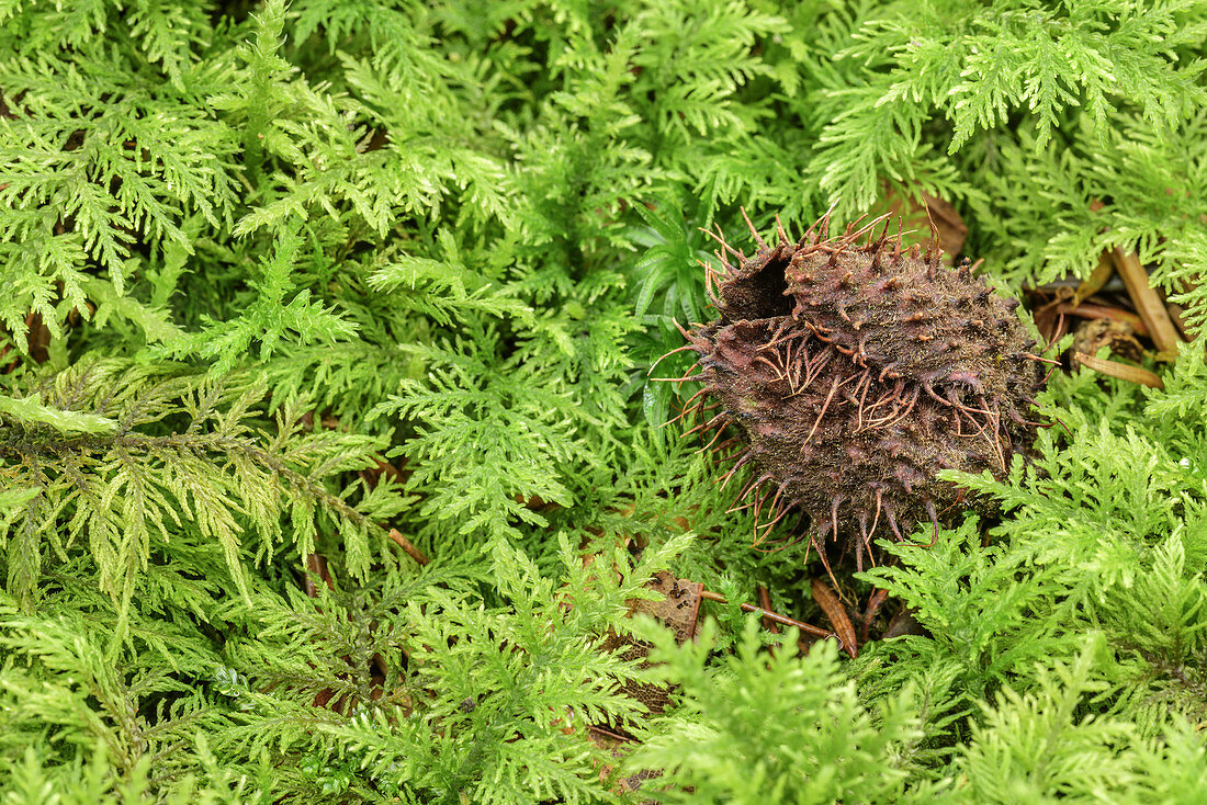 Beechnut in moss, Upper Bavaria, Bavaria, Germany