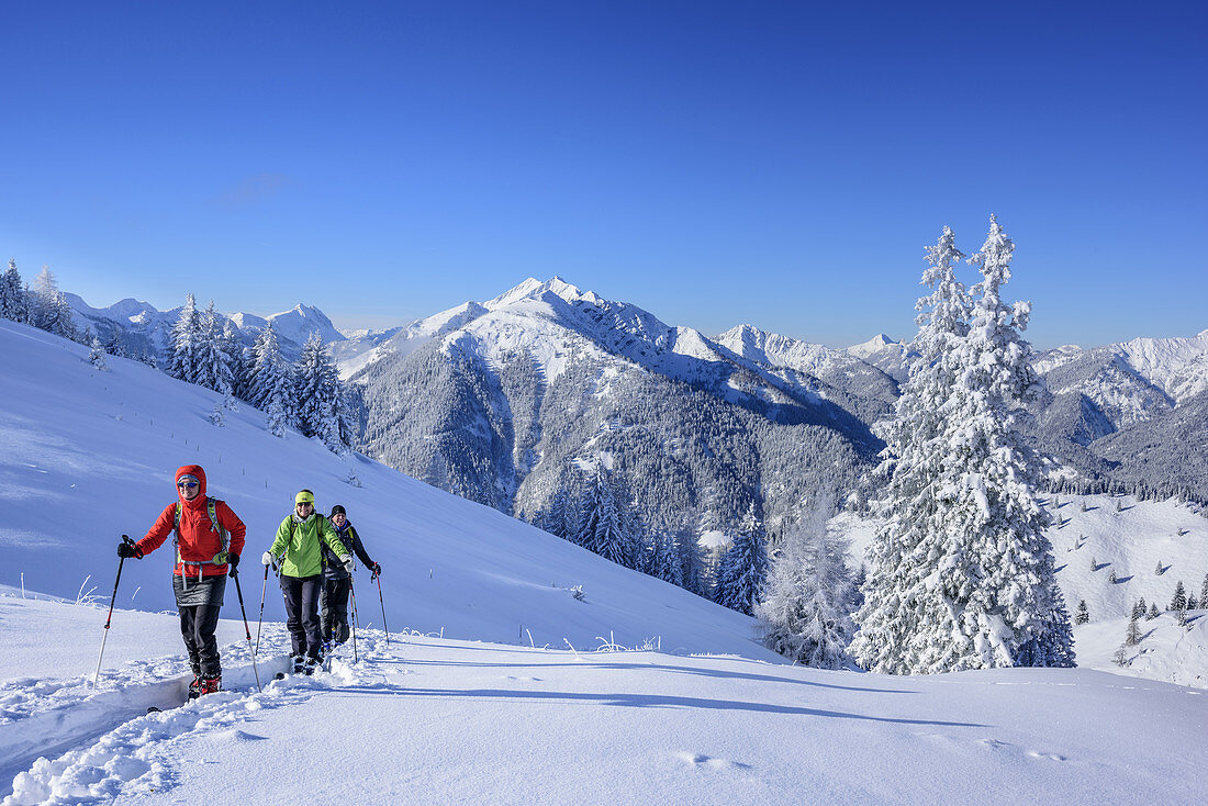 Drei Personen auf Skitour steigen zum Trainsjoch auf, Mangfallgebirge im Hintergrund, Trainsjoch, Mangfallgebirge, Bayerische Alpen, Oberbayern, Bayern, Deutschland