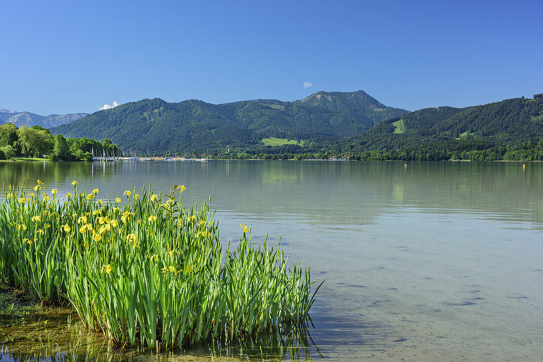 Lake Tegernsee with lilies in blossom in foreground and Hirschberg in background, lake Tegernsee, Bavarian Alps, Upper Bavaria, Bavaria, Germany