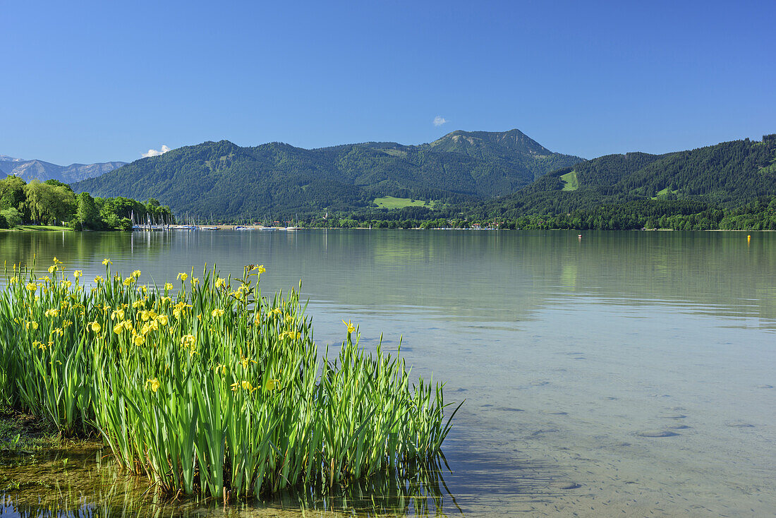 Tegernsee mit blühenden Lilien im Vordergrund und Hirschberg im Hintergrund, Tegernsee, Bayerische Alpen, Oberbayern, Bayern, Deutschland