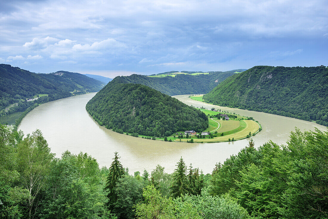 Meander on Danube, Schloegener Schlinge, Danube, Danube Bike Trail, Upper Austria, Austria