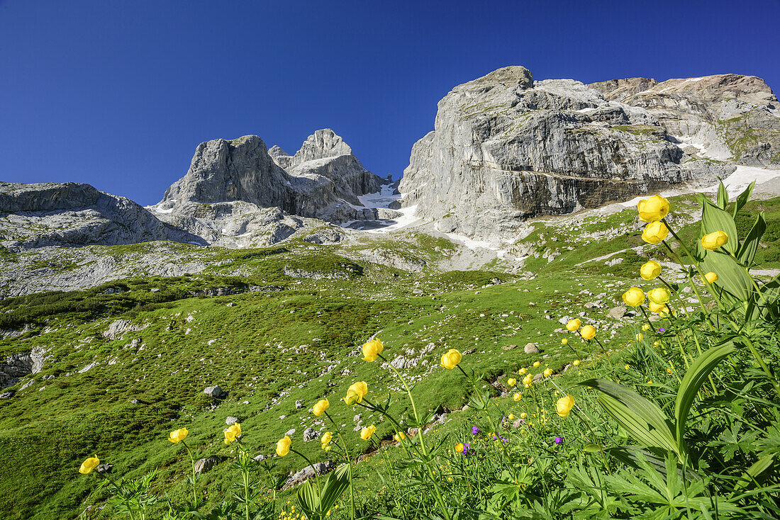 Globeflowers with Drei Tuerme and Drusenfluh, Raetikon trail, Raetikon, Vorarlberg, Austria