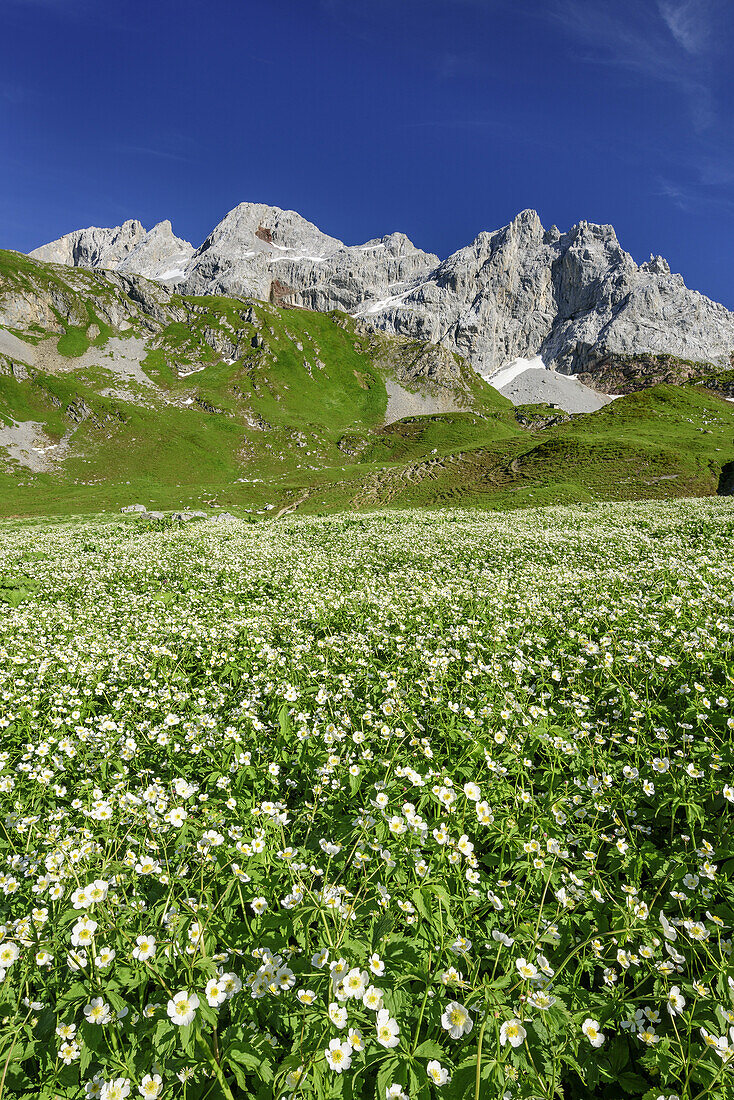 Blumenwiese mit Kirchlispitzen im Hintergrund, Rätikon-Höhenweg, Rätikon, Vorarlberg, Österreich