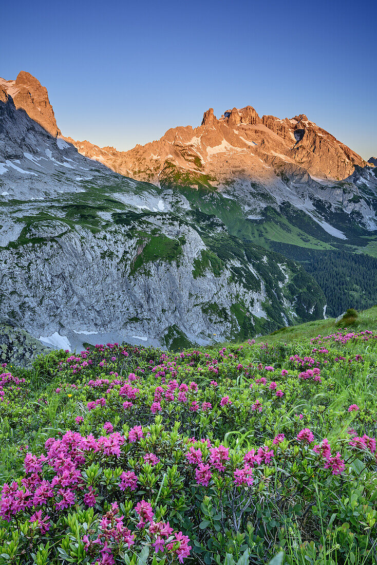 Alpine roses in blossom in front of Drei Tuerme and Drusenfluh in alpenglow, Bilkengrat, Raetikon trail, Raetikon, Vorarlberg, Austria