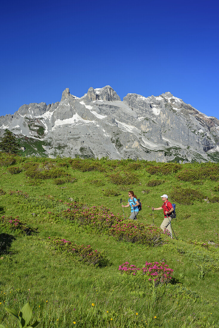 Frau und Mann wandern über Wiese mit blühenden Alpenrosen mit Drei Türme und Drusenfluh im Hintergrund, Rätikon, Vorarlberg, Österreich