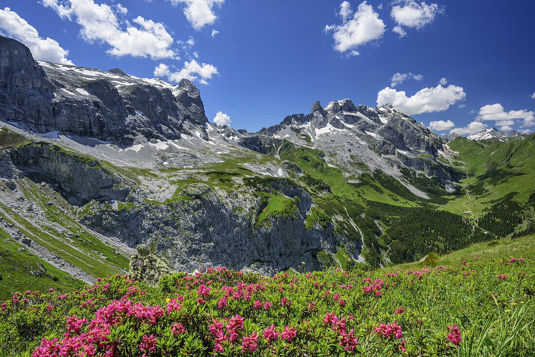 Alpine roses in front of Sulzfluh, Drei Tuerme and Schesaplana, Bilkengrat, Raetikon trail, Raetikon, Vorarlberg, Austria