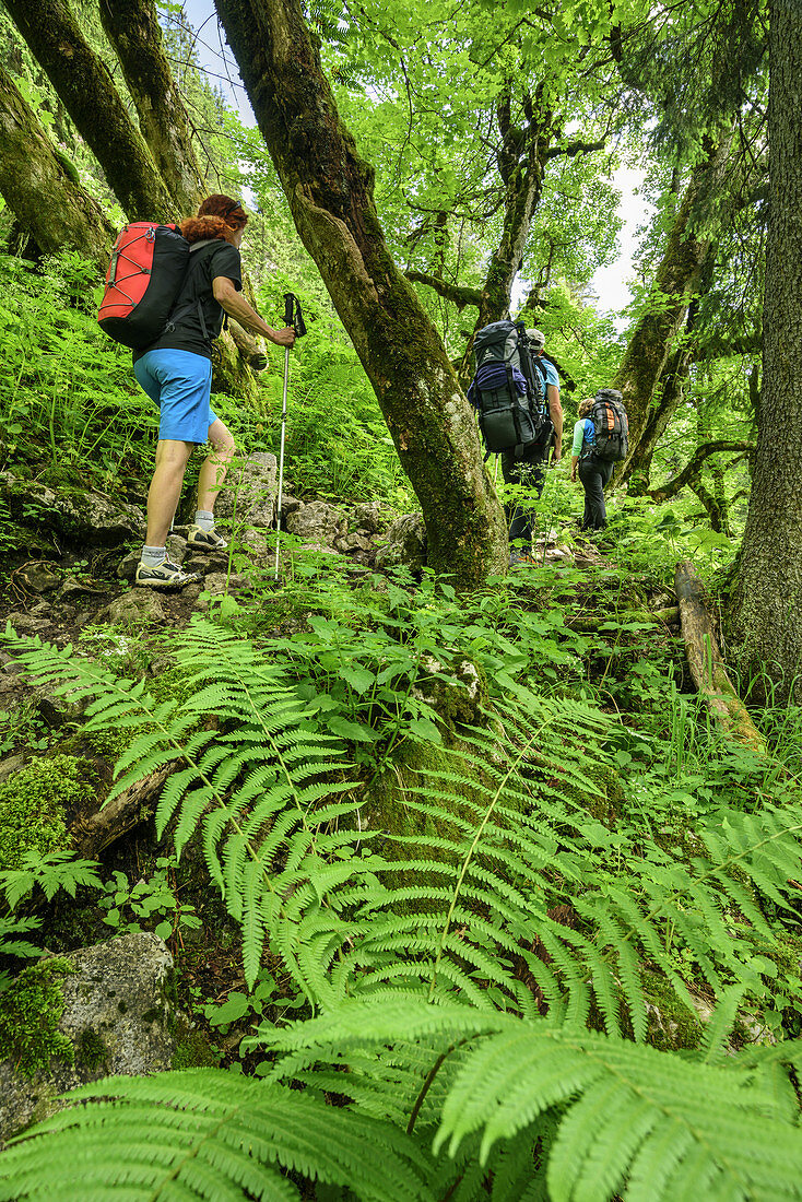Three persons hiking through forest with fern, Ammergau Alps, Upper Bavaria, Bavaria, Germany