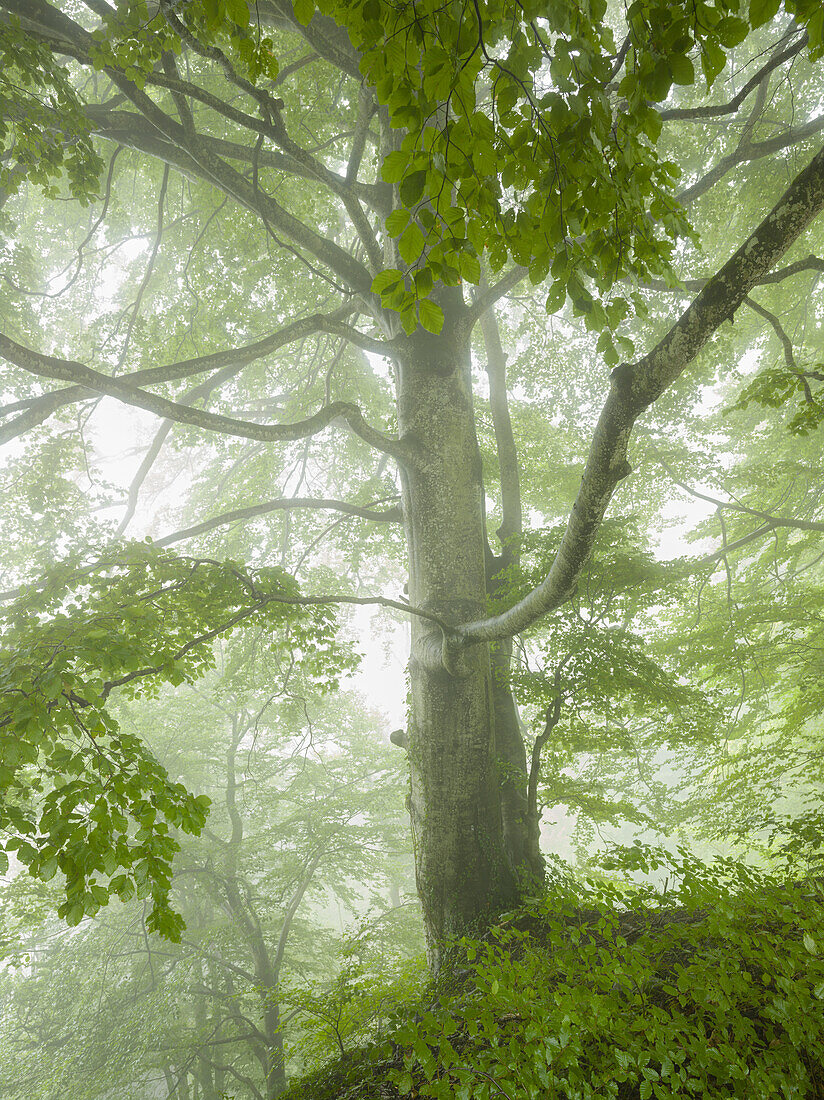 Buchenwald bei Wildhaus, Nebel, St. Gallen, Schweiz