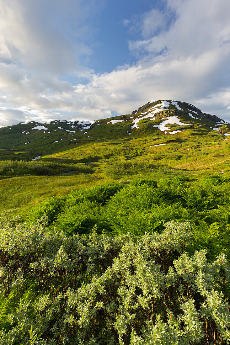 Finnbufjellet, Vikafjell, Hordaland,  Norwegen