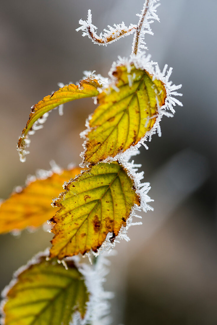 'Leaves with frost around the edges; Pitt Meadows, British Columbia, Canada'