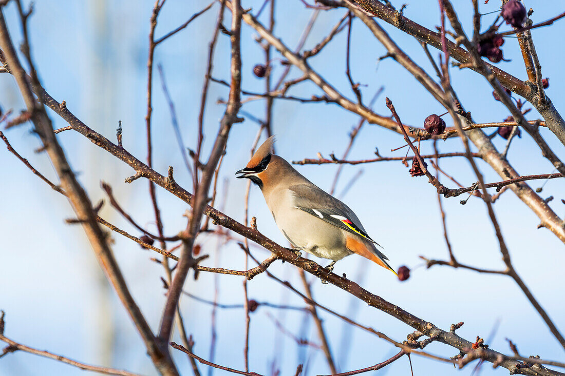 'Close up of a Cedar Waxwing (Bombycilla cedrorum) bird on a bare branch of a crab apple tree with blue sky in the background; Calgary, Alberta, Canada'