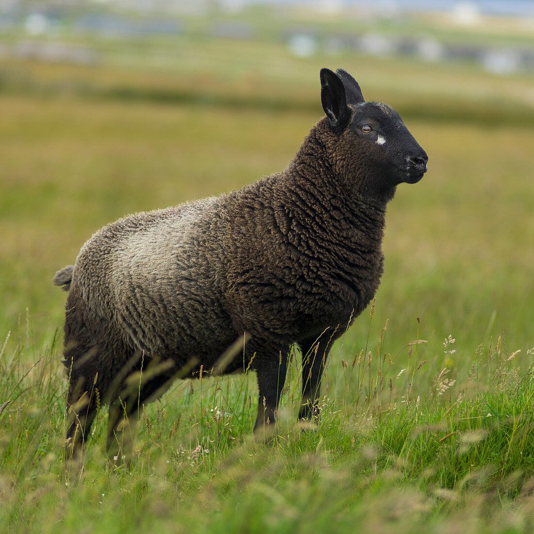 'Black sheep standing in a grass field; John O'Groats, Scotland'