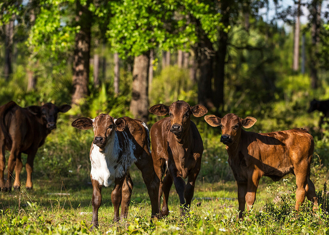 'Free range cow and calves; Gaitor, Florida, United States of America'