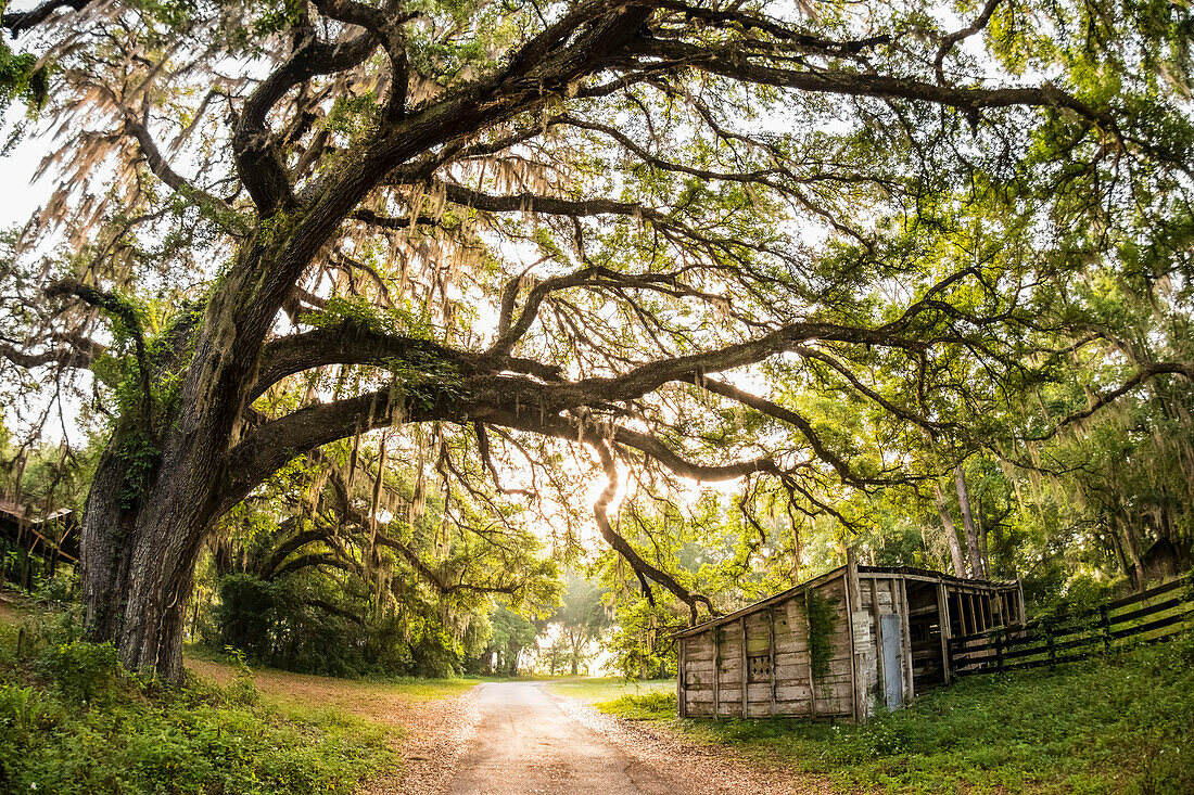 'Entrance to a Florida cattle ranch; Gaitor, Florida, United States of America'