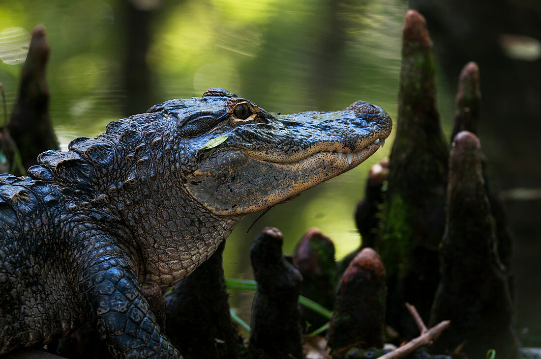 'Alligator in the cypress knees; Silver Springs, Florida, United States of America'