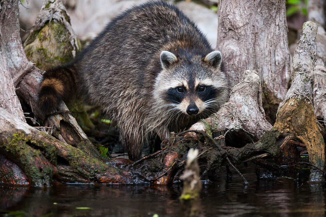 'Raccoon in the Cypress knees; Silver Springs, Florida, United States of America'