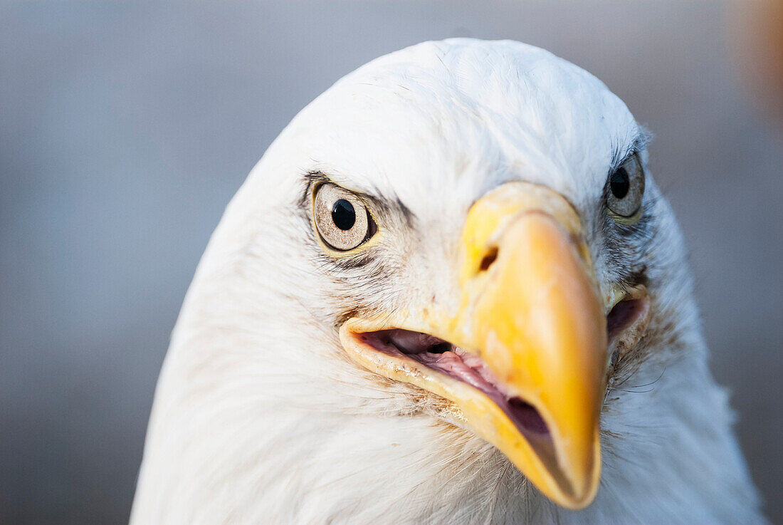 'Bald eagle (Haliaeetus leucocephalus); United States of America'