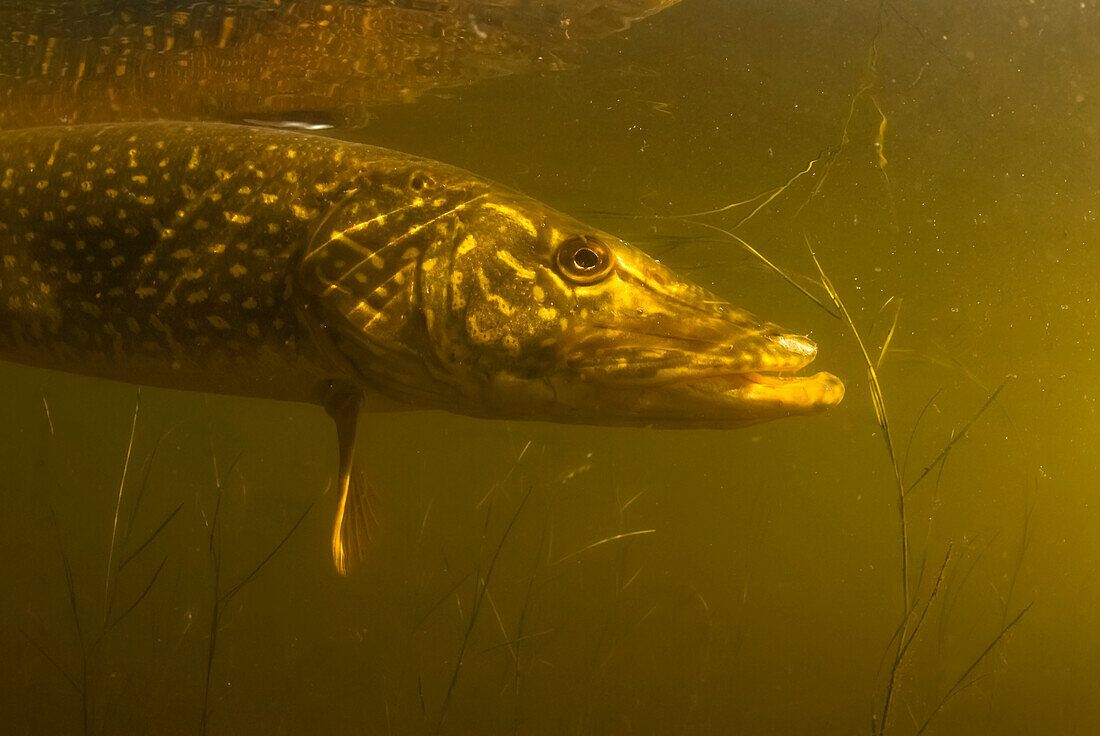 'Northern Pike (Esox lucius); United States of America '