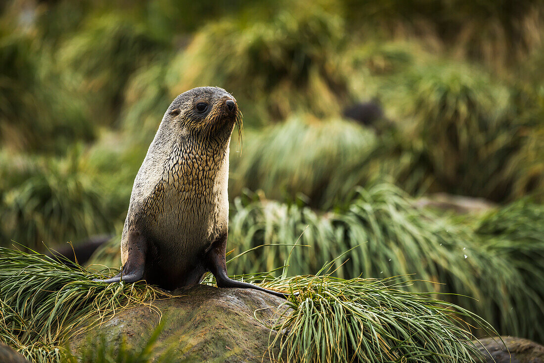 'Antarctic fur seal (Arctocephalus gazella) in rocky tussock grass; Antarctica'