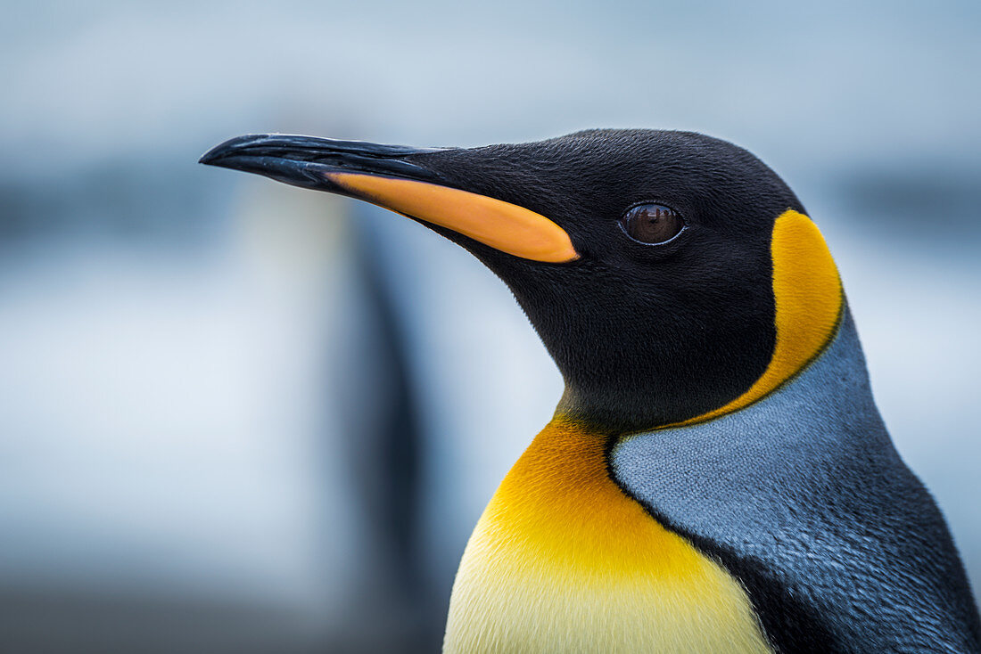 'Close up of King Penguin (Aptenodytes patagonicus); Antarctic'