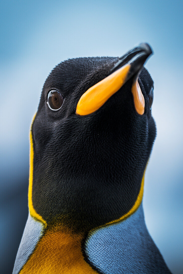 'Close up of King Penguin (Aptenodytes patagonicus) with wide-eyed stare; Antarctic'