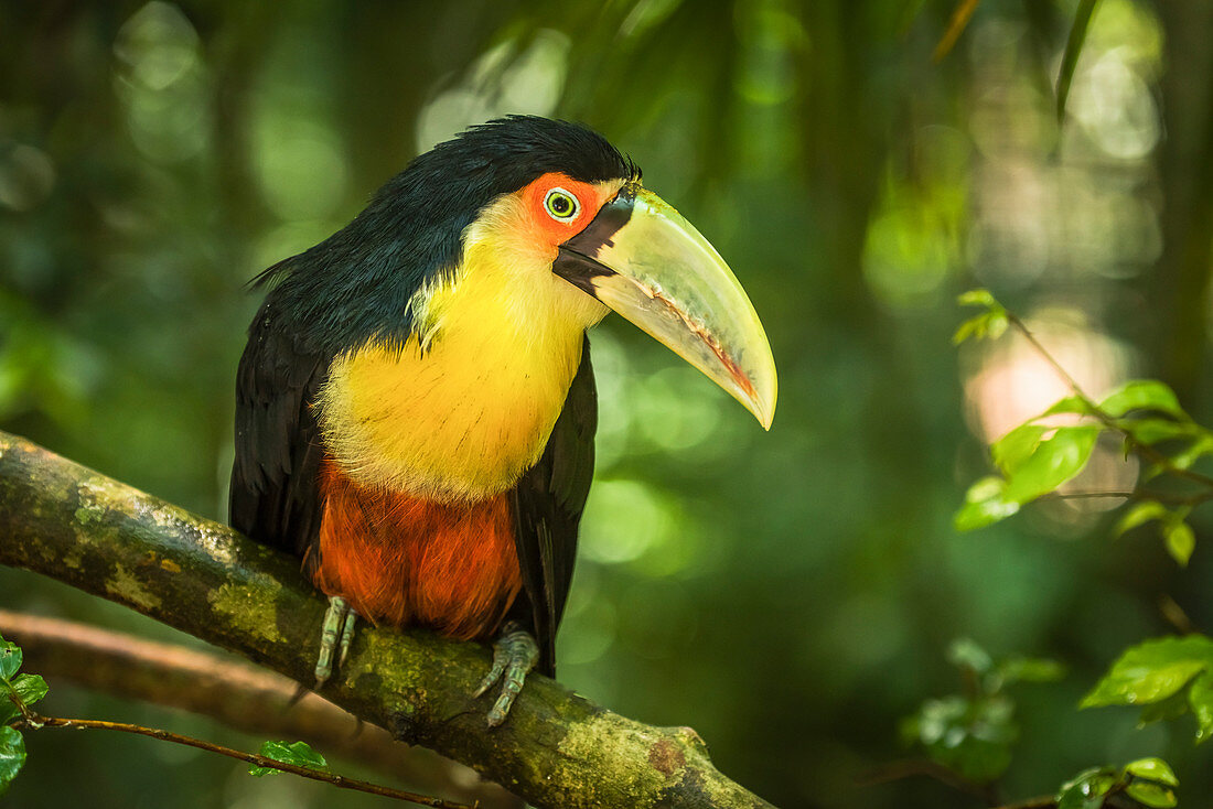 'Green-billed toucan (Ramphastos dicolorus) perched on branch in forest; Parana, Brazil'