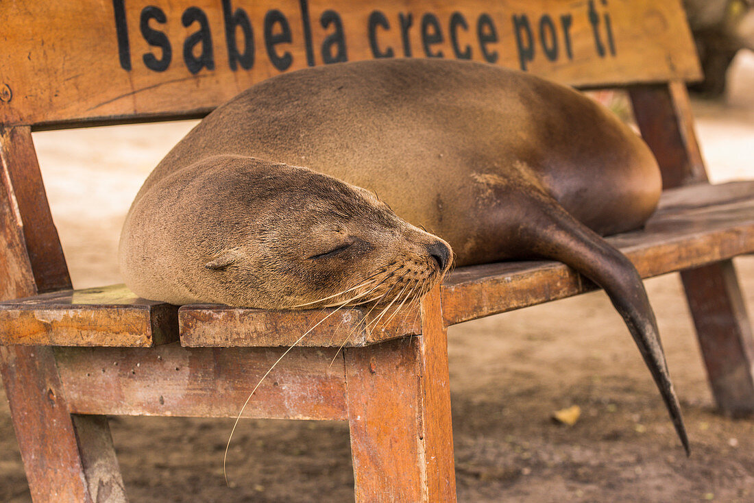 'Galapagos sea lion (Zalophus wollebaeki) asleep on wooden bench; Galapagos Islands, Ecuador'