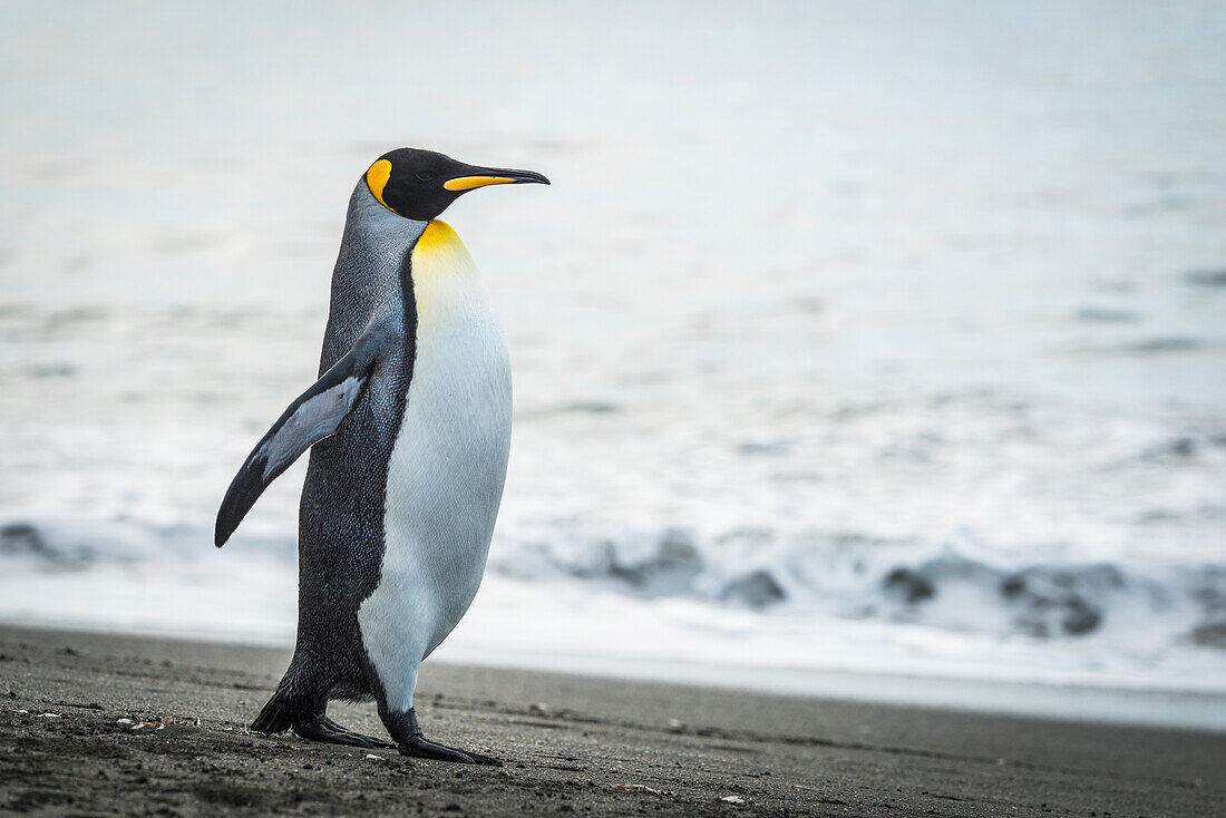 'King penguin (Aptenodytes patagonicus) walking on beach beside water; Antarctica'