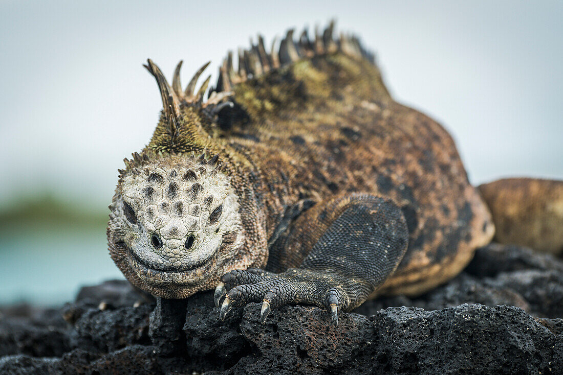 'Marine iguana (Amblyrhynchus cristatus) on grey rocks beside sea; Galapagos Islands, Ecuador'