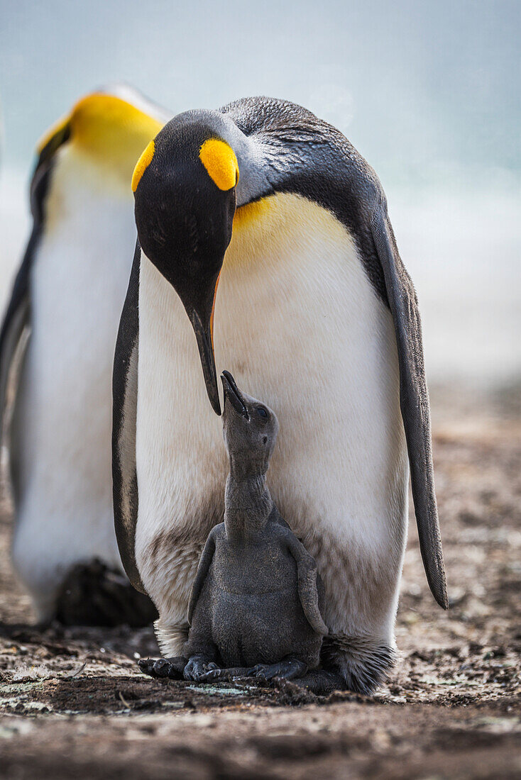 'King penguin (Aptenodytes patagonicus) preening grey chick between feet; Antarctica'