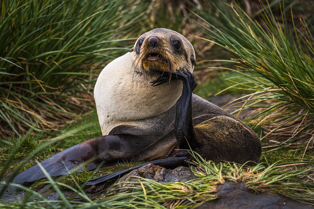 'Antarctic fur seal (Arctocephalus gazella) with chin on flipper; AntarcticaNone'