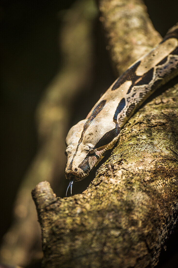 'Boa constrictor flicking out tongue on branch; Parana, Brazil'
