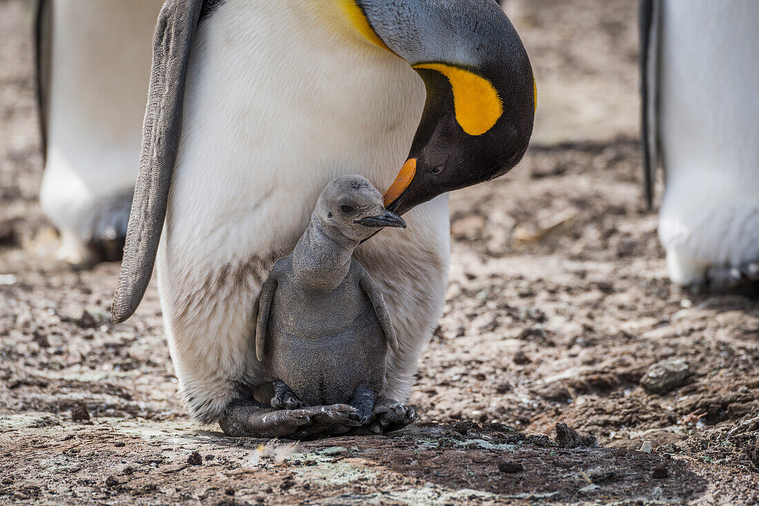 'King penguin (Aptenodytes patagonicus) bending towards chick between feet; Antarctica'