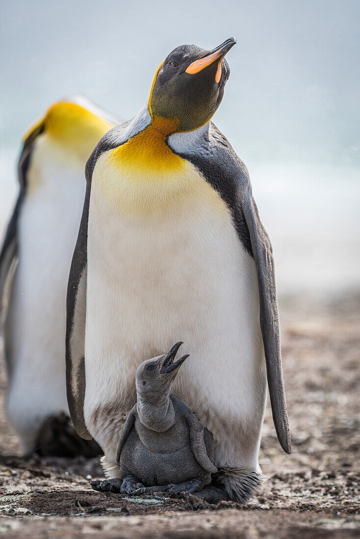 'King penguin (Aptenodytes patagonicus) with grey chick between feet; Antarctica'