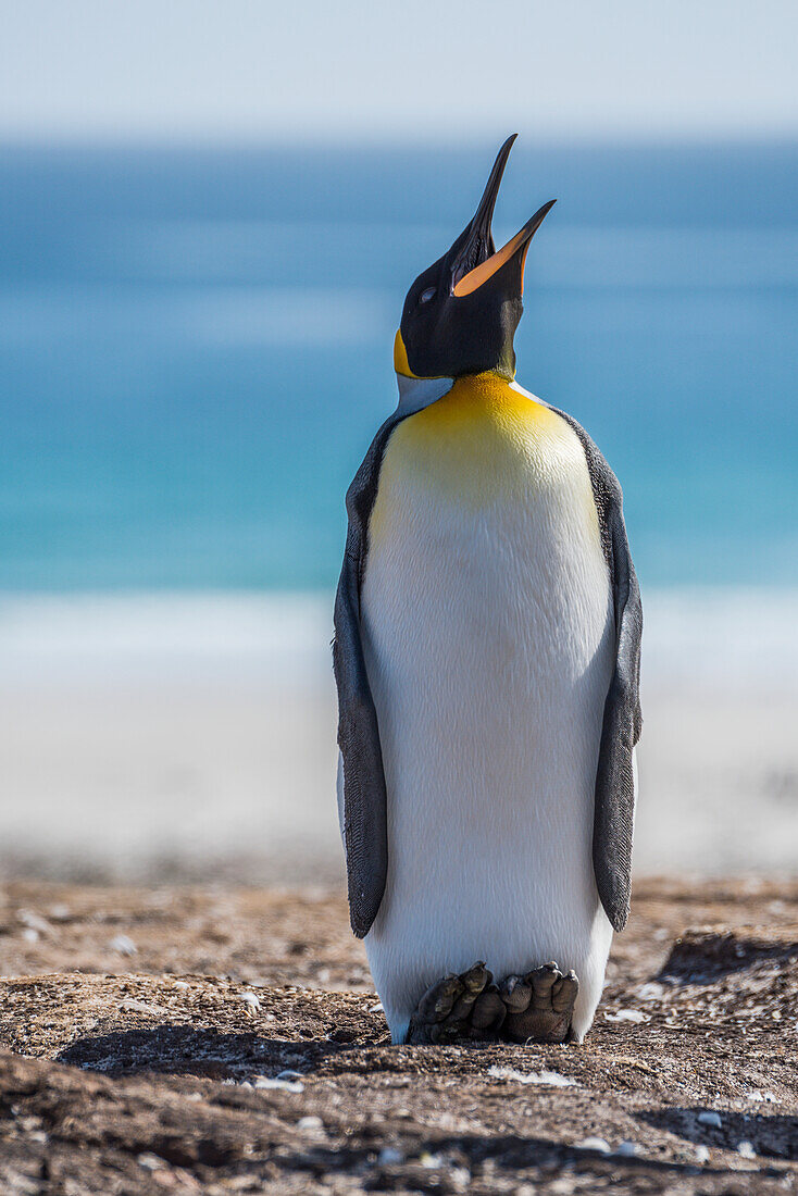 'King penguin (Aptenodytes patagonicus) squawking in sunshine on beach; Antarctica'