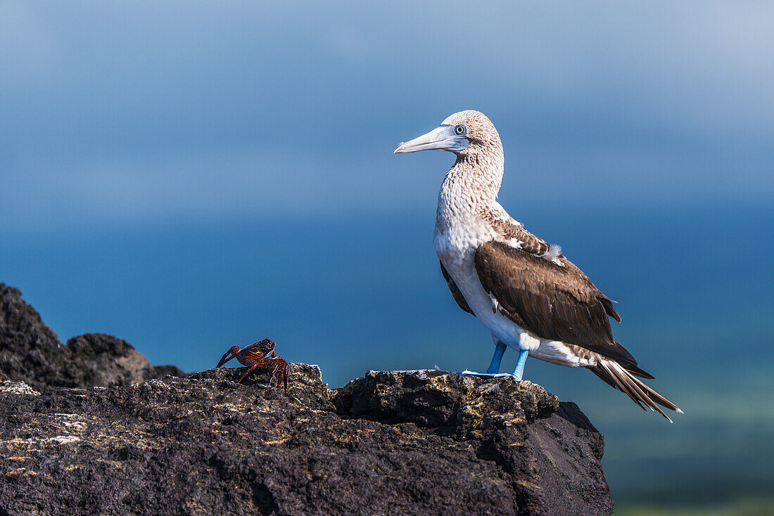 'Sally Lightfoot crab (Grapsus grapsus) staring at blue-footed booby (Sula nebouxii); Galapagos Islands, Ecuador'