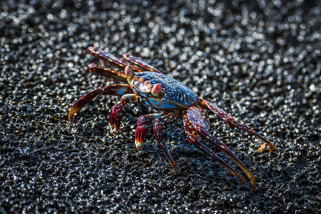 'Sally Lightfoot crab (Grapsus grapsus) crawling across wet rock; Galapagos Islands, Ecuador'