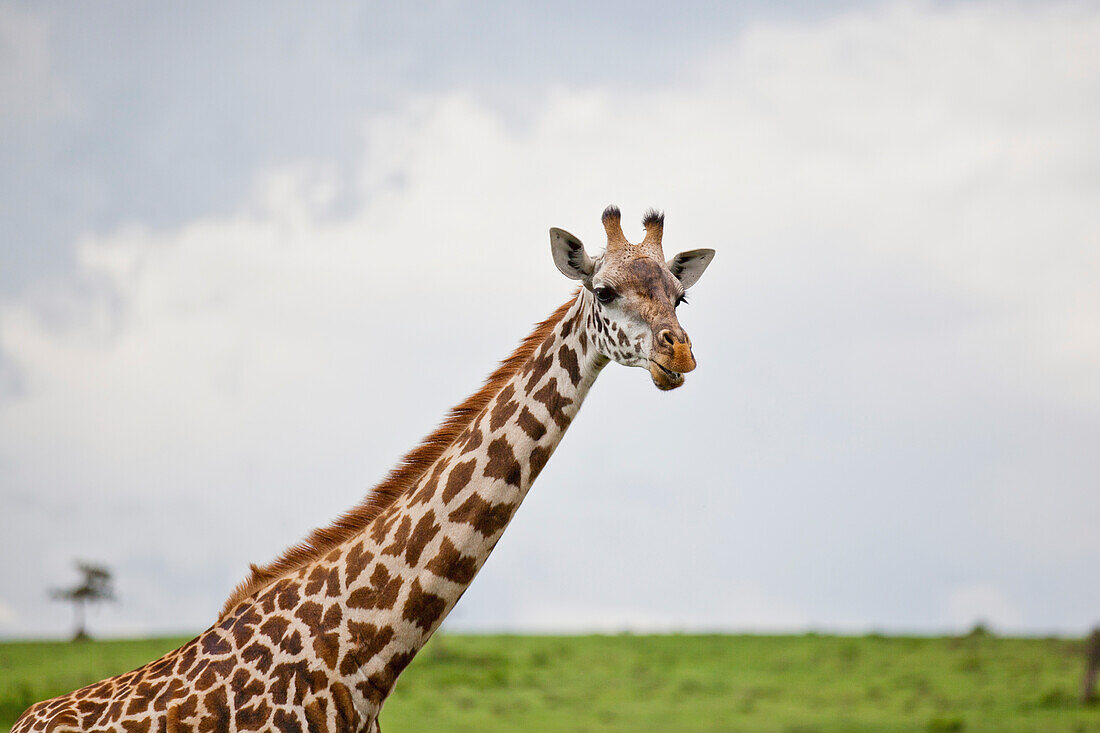 'A giraffe (Giraffa camelopardalis) on Crescent Island on Lake Naivasha; Naivasha, Kenya'