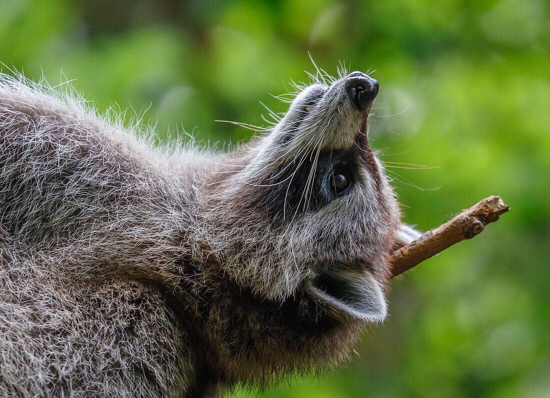 'Raccoon relaxing on his back; Montreal, Quebec, Canada'