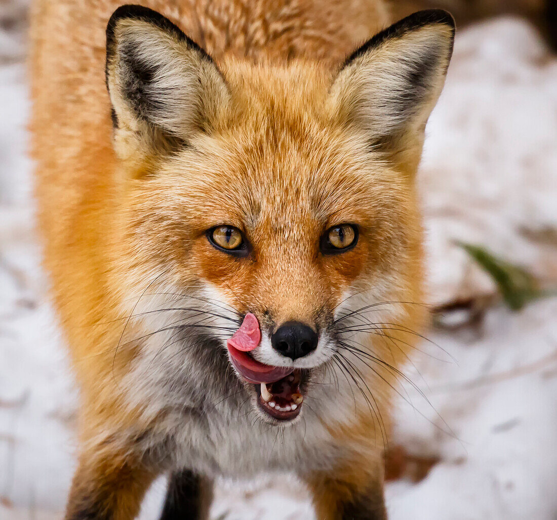 'Red fox (Vulpes vulpes) mother being playful; Montreal, Quebec, Canada'